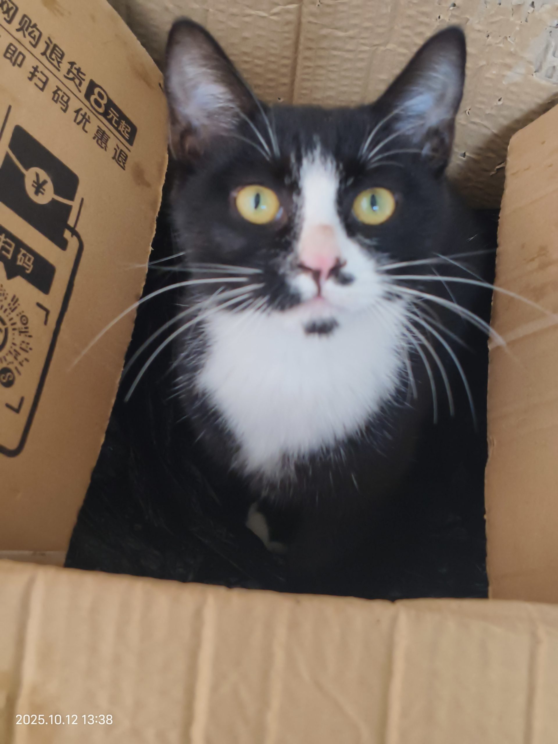 MeowWoof-喵汪同盟