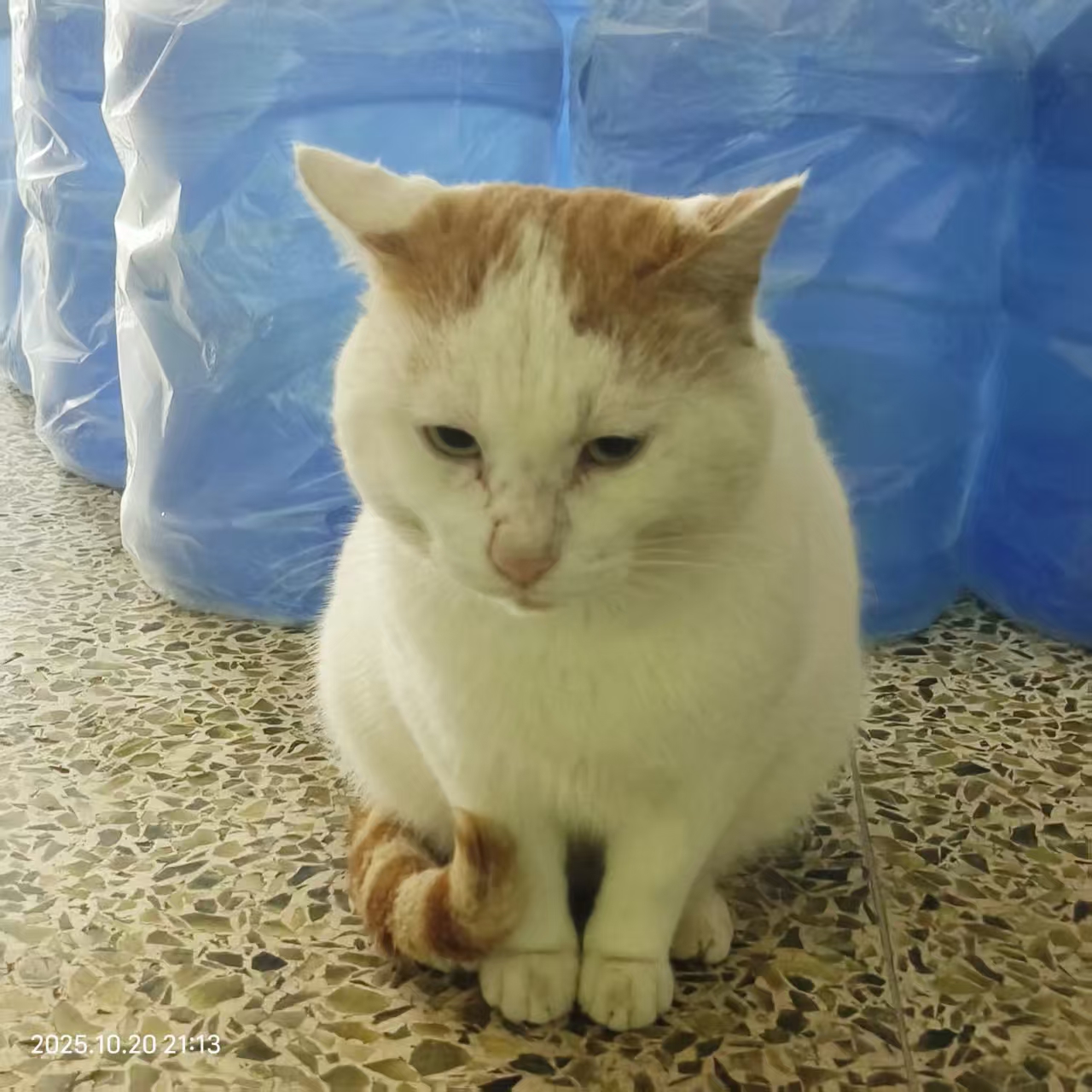 MeowWoof-喵汪同盟