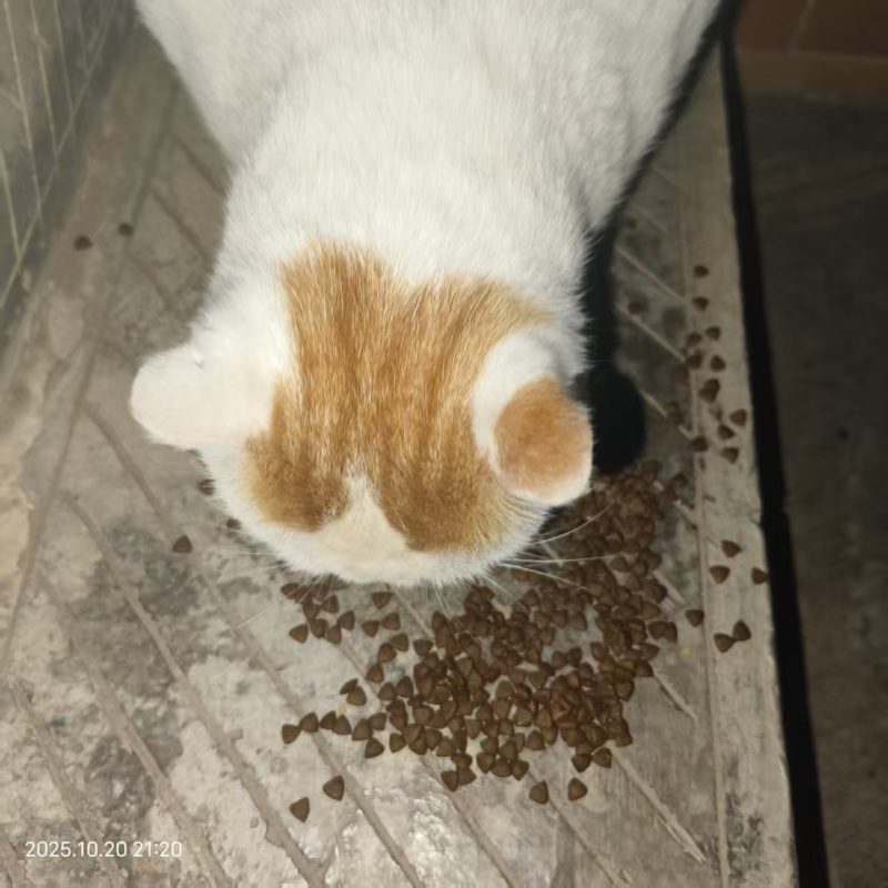 猫咪档案:大壮-猫猫档案论坛-档案中心-MeowWoof-喵汪同盟