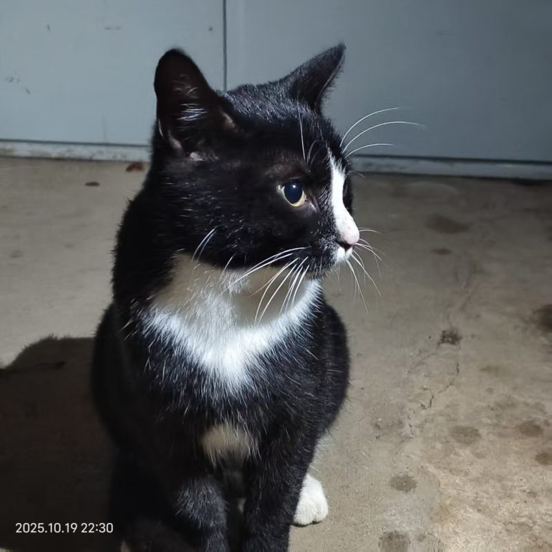 猫咪档案:奥利奥-猫猫档案论坛-档案中心-MeowWoof-喵汪同盟