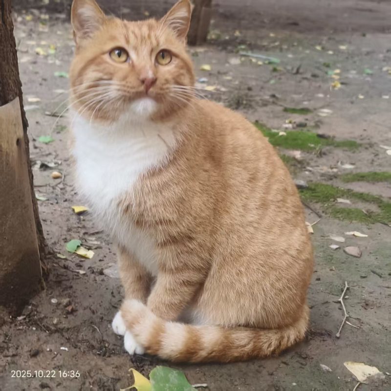 猫咪档案：大橙子-猫猫档案论坛-档案中心-MeowWoof-喵汪同盟