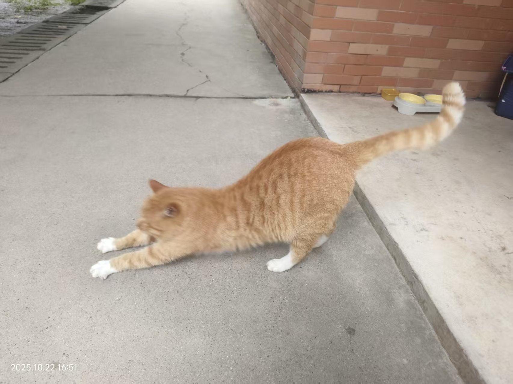 MeowWoof-喵汪同盟