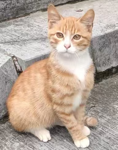 MeowWoof-喵汪同盟