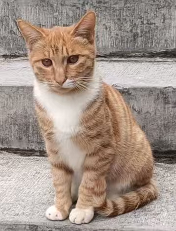 MeowWoof-喵汪同盟