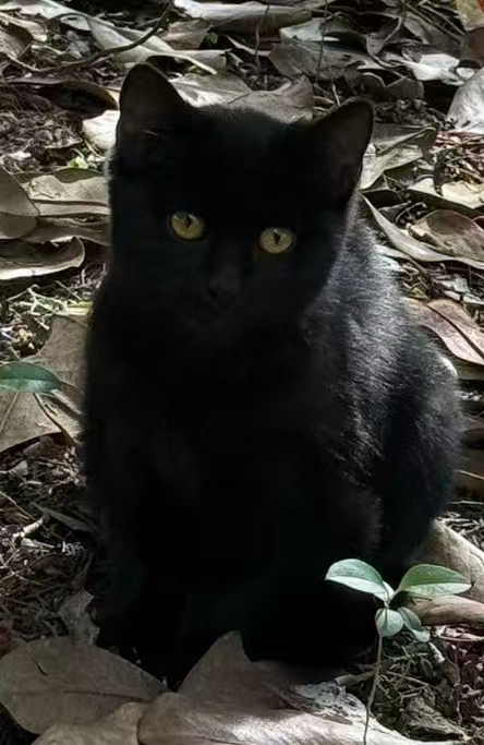 MeowWoof-喵汪同盟