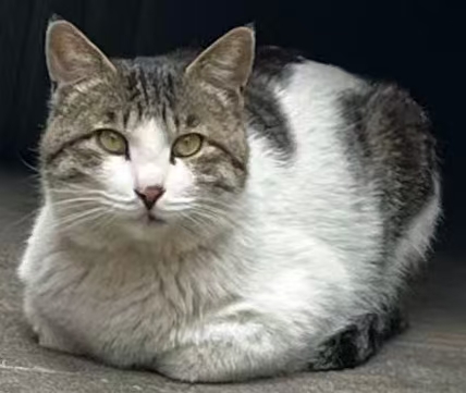 MeowWoof-喵汪同盟