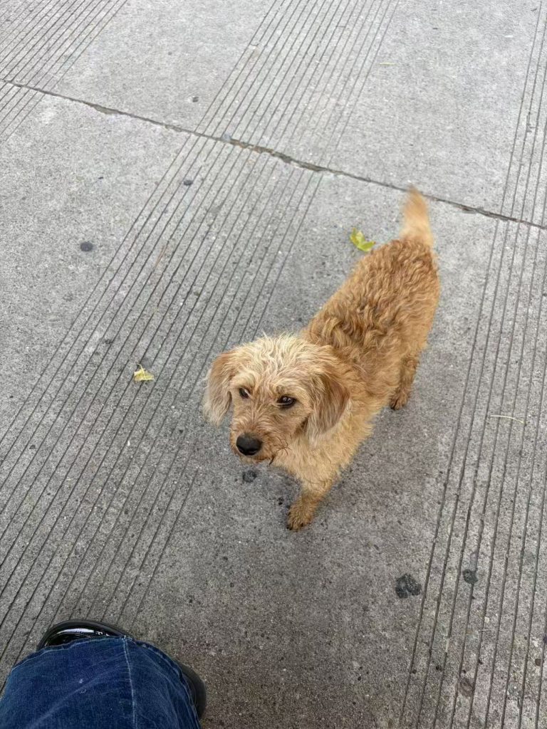 修狗档案：蛋黄   [已领养]-修狗档案论坛-档案中心-MeowWoof-喵汪同盟