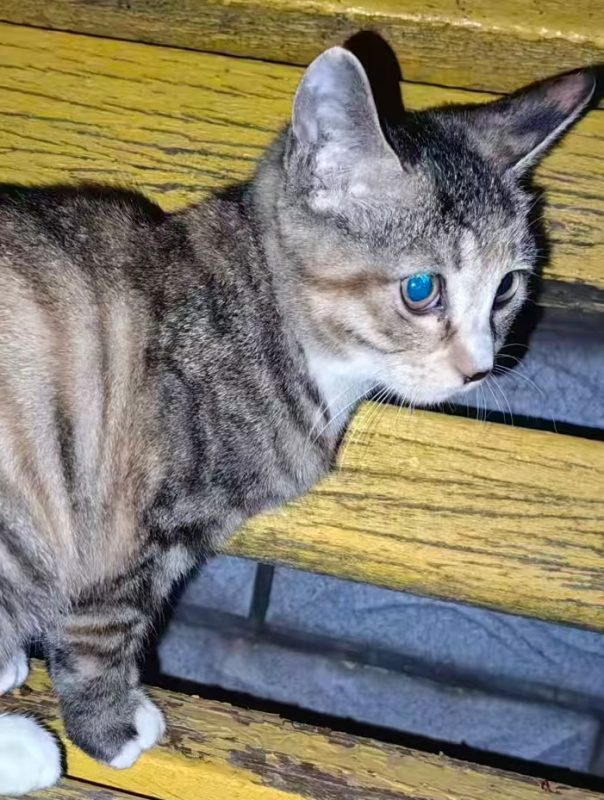 猫咪档案：安豆-猫猫档案论坛-档案中心-MeowWoof-喵汪同盟