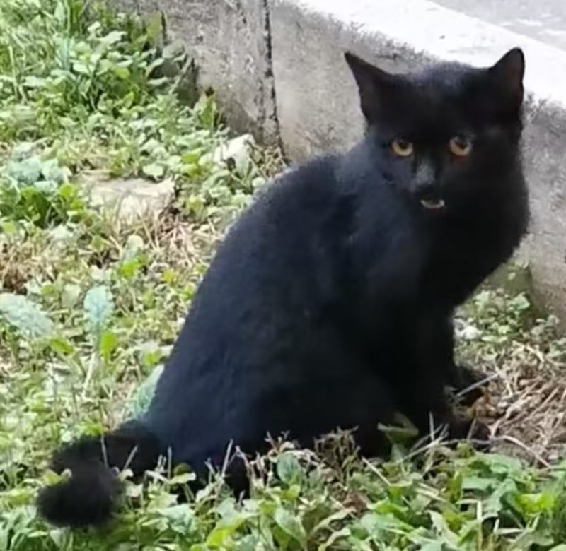 图片[2]-猫咪档案：黑糖-猫猫档案论坛-档案中心-MeowWoof-喵汪同盟