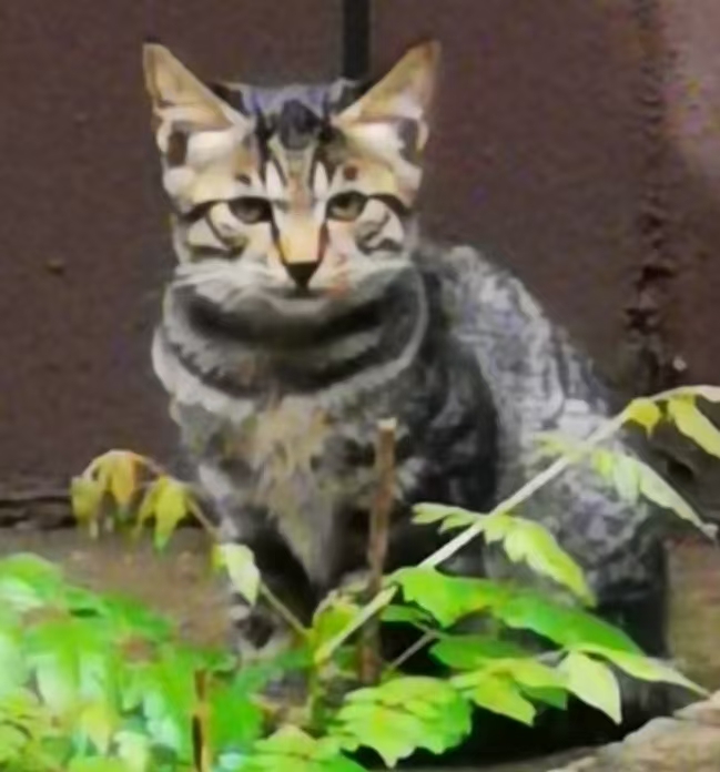 MeowWoof-喵汪同盟