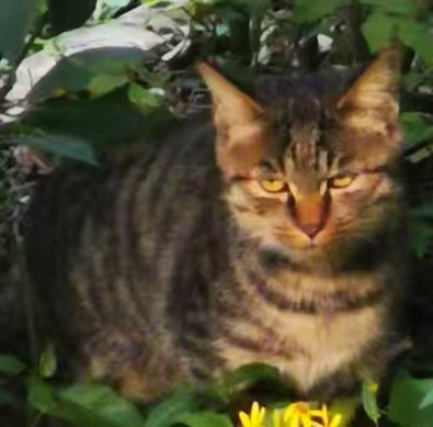 图片[2]-猫咪档案：松果-猫猫档案论坛-档案中心-MeowWoof-喵汪同盟