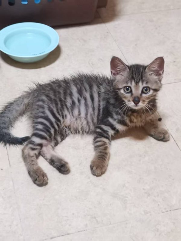 猫咪档案：范美丽【已领养】-猫猫档案论坛-档案中心-MeowWoof-喵汪同盟