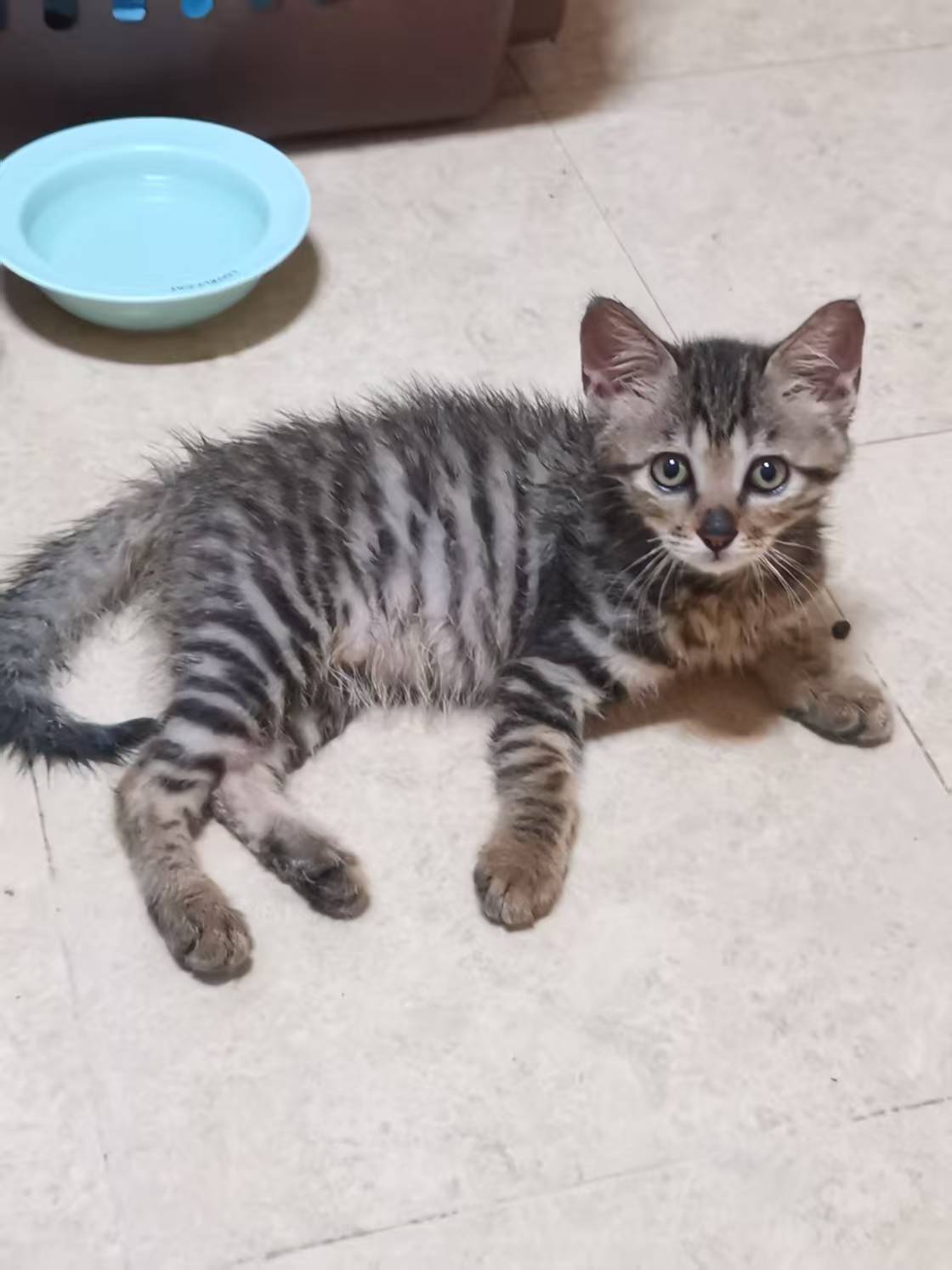 猫咪档案：范美丽【已领养】-MeowWoof-喵汪同盟