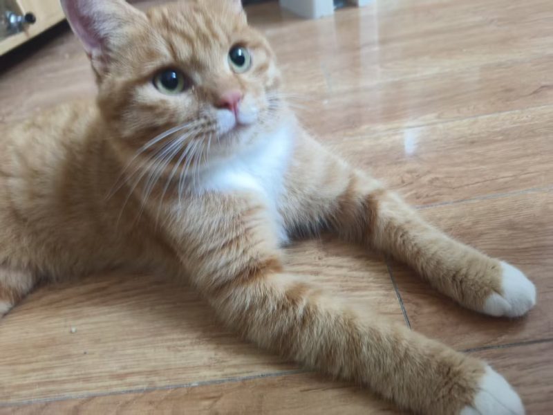 猫咪档案：小六【已领养】-猫猫档案论坛-档案中心-MeowWoof-喵汪同盟