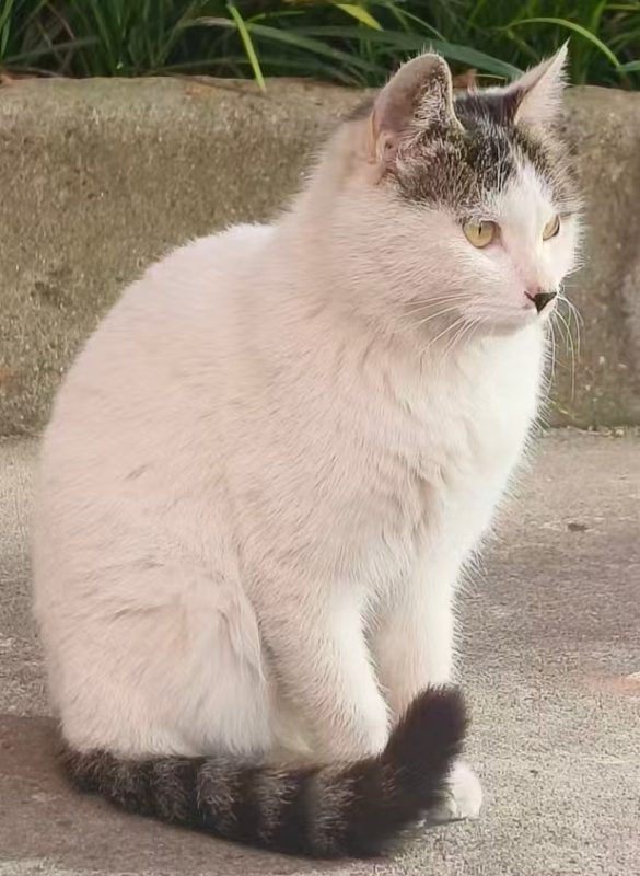 图片[2]-猫咪档案：汤圆-猫猫档案论坛-档案中心-MeowWoof-喵汪同盟