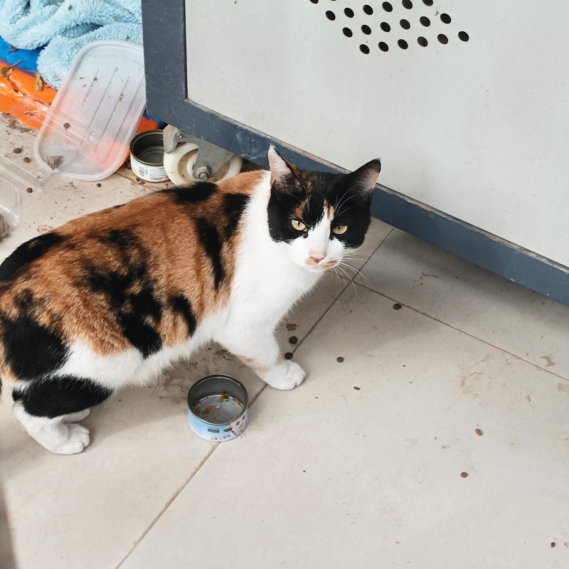 图片[2]-猫咪档案：花花-猫猫档案论坛-档案中心-MeowWoof-喵汪同盟