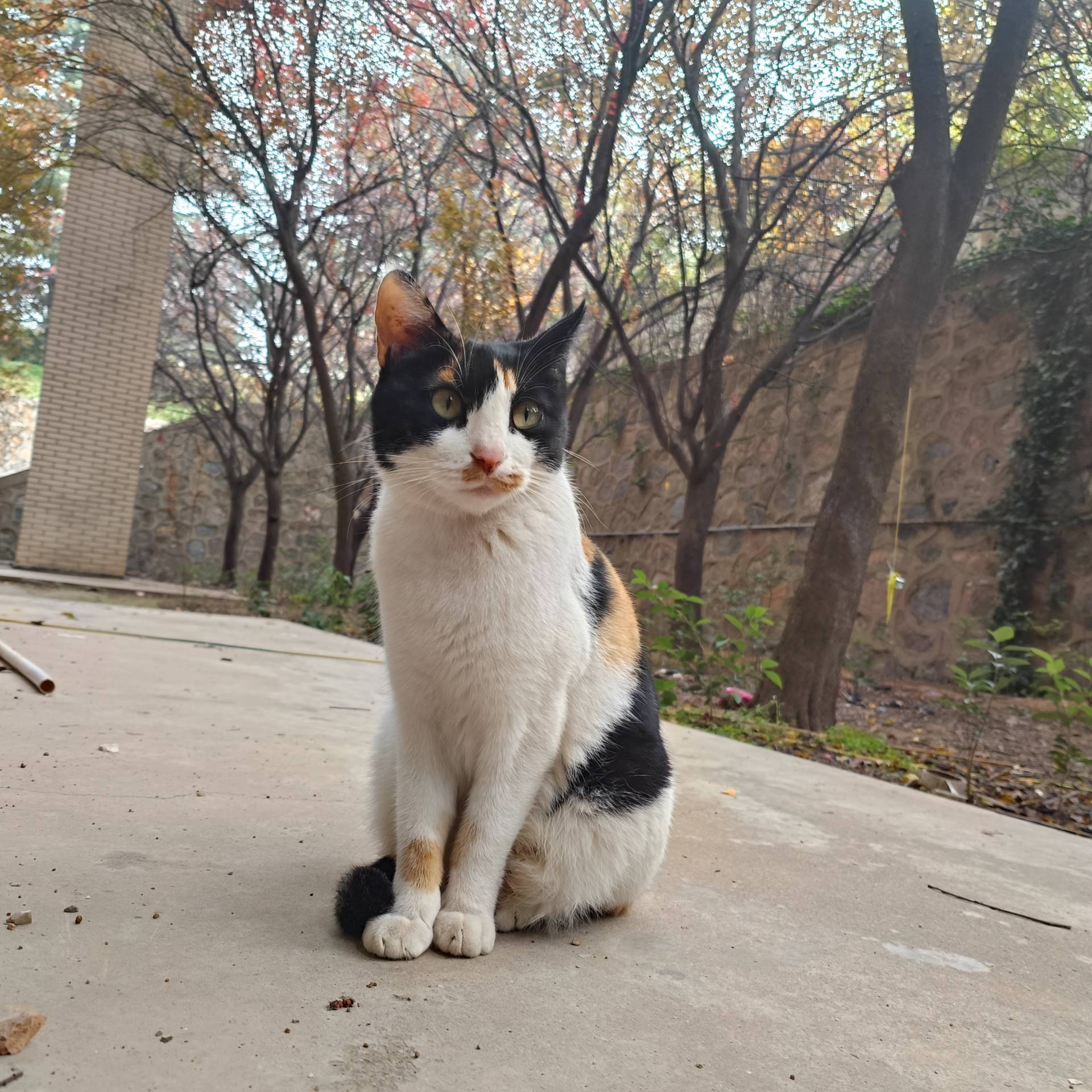 猫咪档案：花花-MeowWoof-喵汪同盟