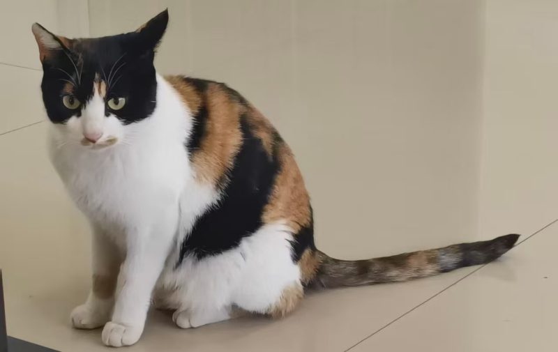 猫咪档案：花花-猫猫档案论坛-档案中心-MeowWoof-喵汪同盟