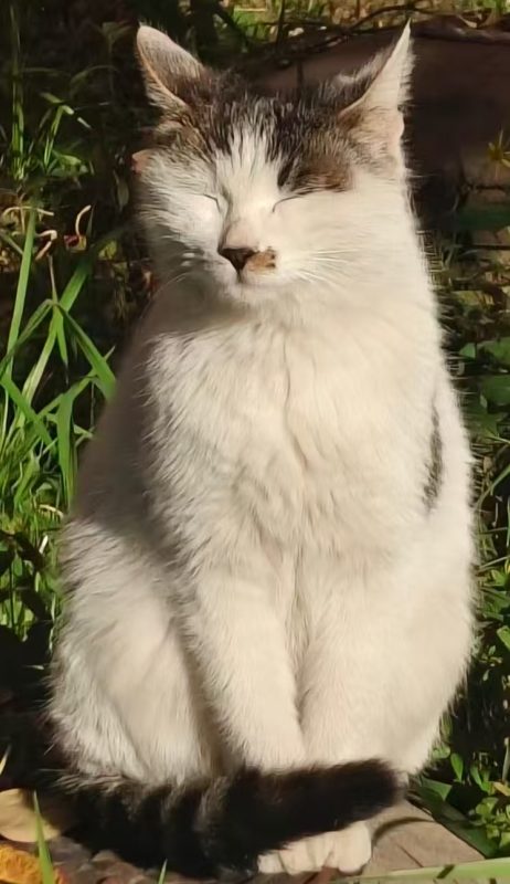 猫咪档案：汤圆-猫猫档案论坛-档案中心-MeowWoof-喵汪同盟