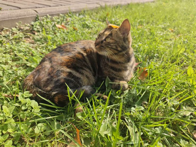 猫咪档案：彩狸-猫猫档案论坛-档案中心-MeowWoof-喵汪同盟