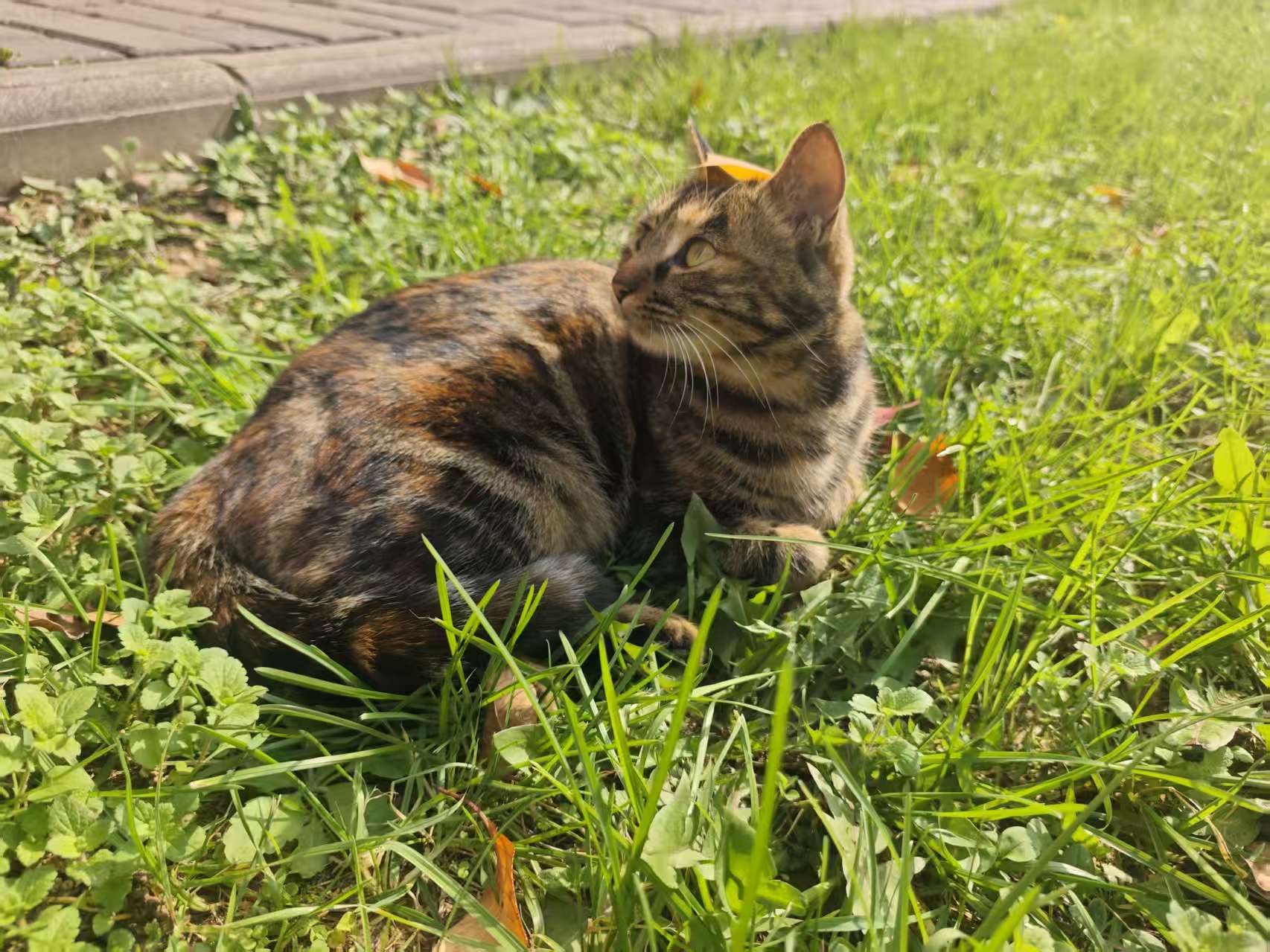 MeowWoof-喵汪同盟