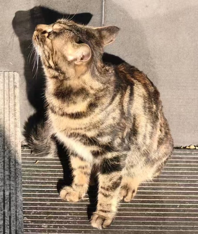 图片[2]-猫咪档案：彩狸-猫猫档案论坛-档案中心-MeowWoof-喵汪同盟