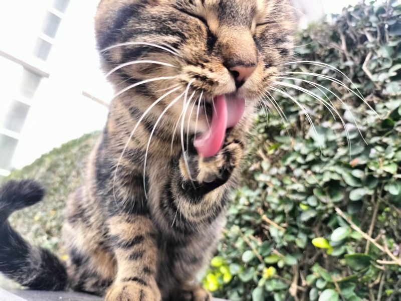 图片[3]-猫咪档案：彩狸-猫猫档案论坛-档案中心-MeowWoof-喵汪同盟