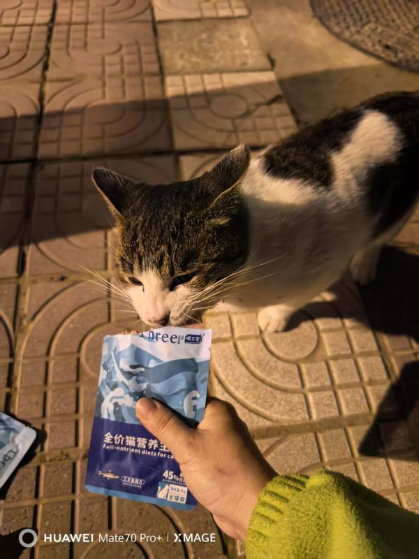 图片[2]-猫咪档案：梨花白-猫猫档案论坛-档案中心-MeowWoof-喵汪同盟