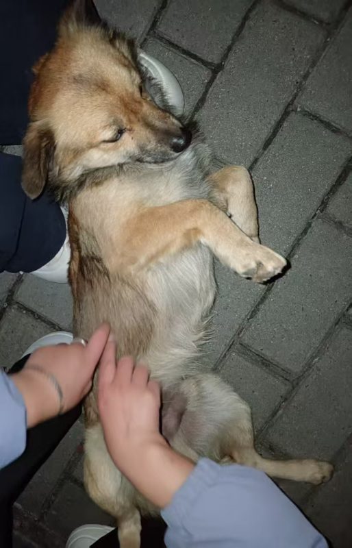 修狗档案：黄鼠狼-修狗档案论坛-档案中心-MeowWoof-喵汪同盟