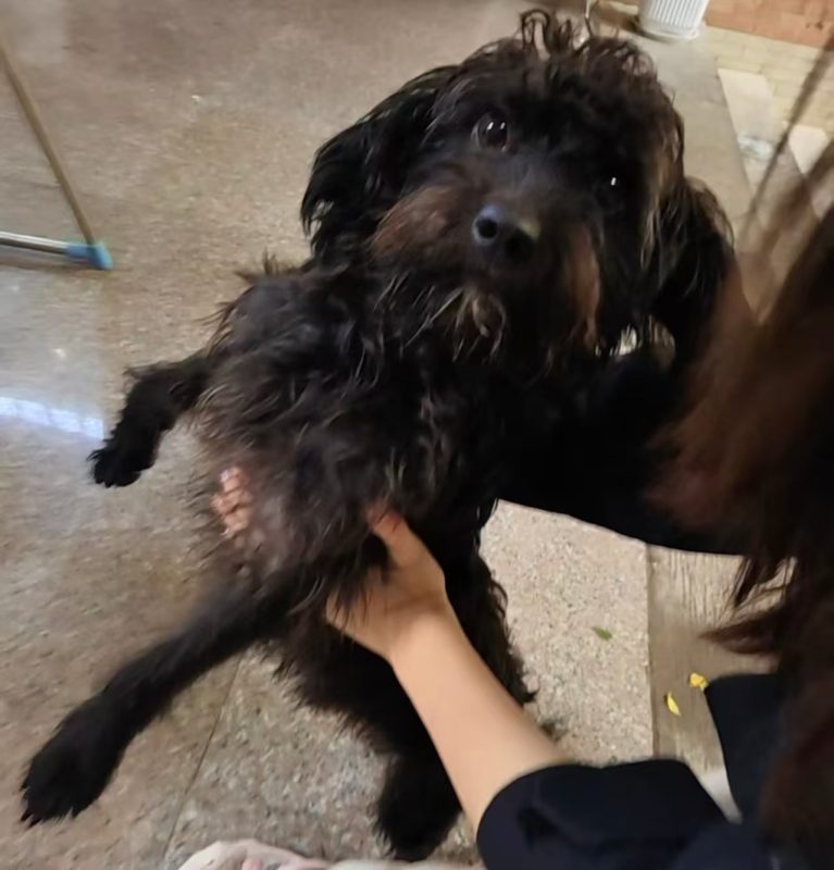 修狗档案：阿哲（？）-修狗档案论坛-档案中心-MeowWoof-喵汪同盟