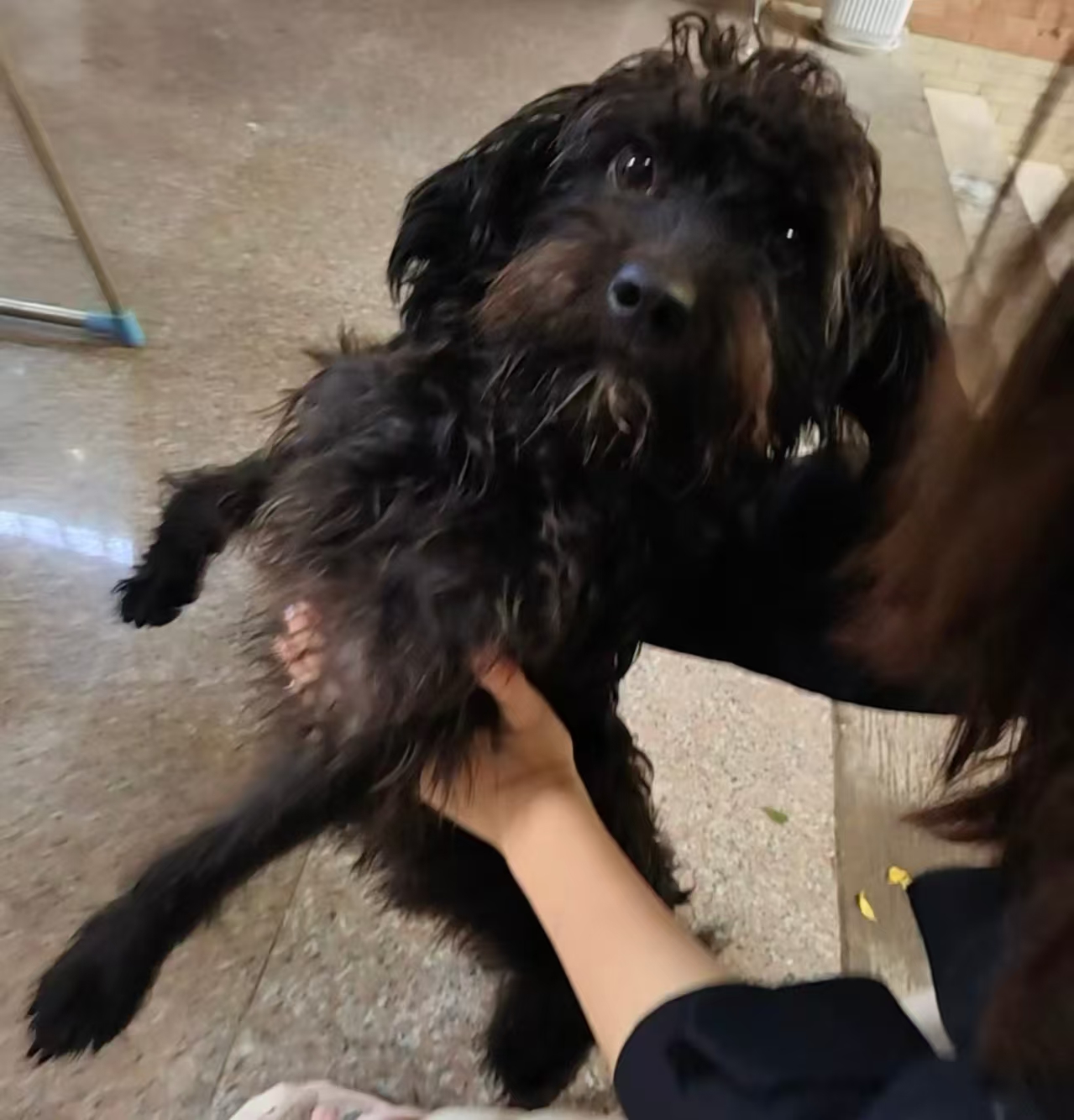 MeowWoof-喵汪同盟