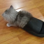 不不不慌的头像-MeowWoof-喵汪同盟