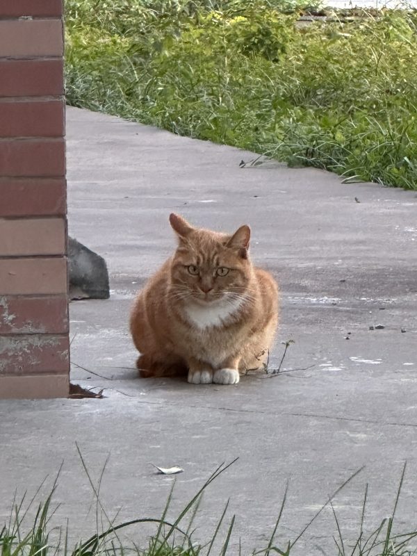 猫咪档案：小勇-猫猫档案论坛-档案中心-MeowWoof-喵汪同盟