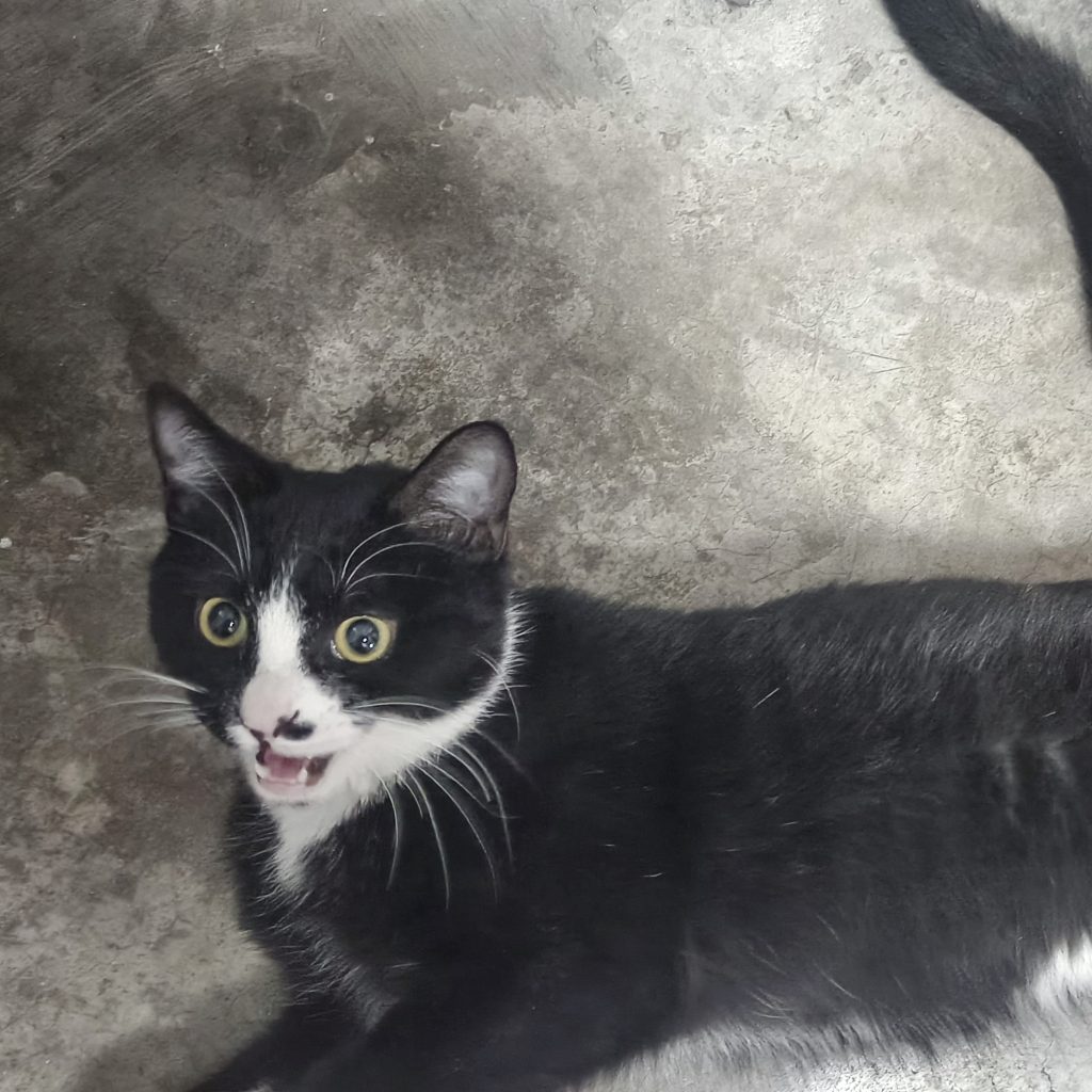 评论图片-MeowWoof-喵汪同盟