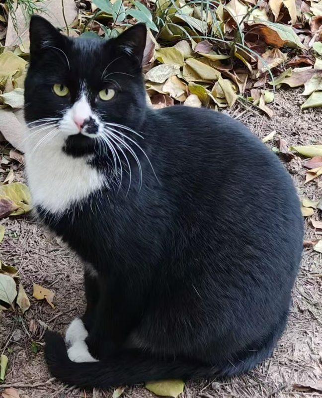 猫咪档案:小壮-猫猫档案论坛-档案中心-MeowWoof-喵汪同盟