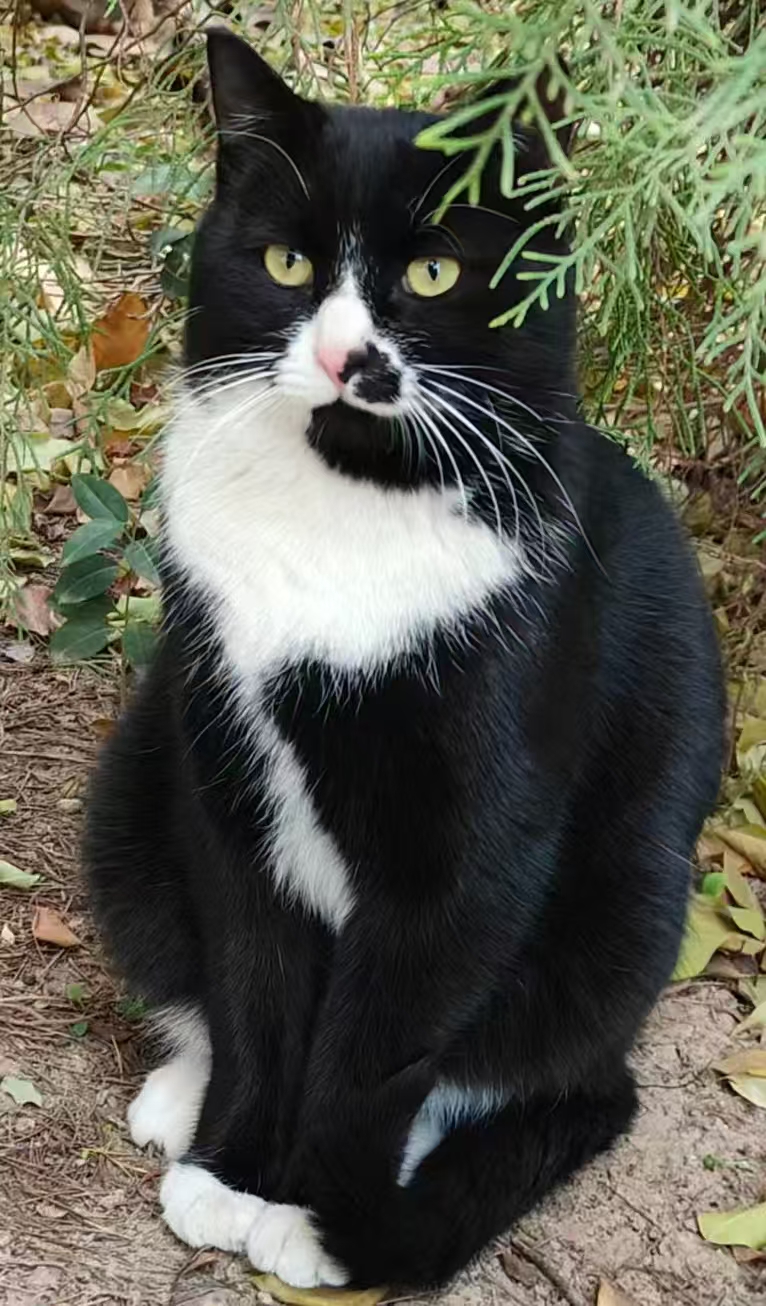 MeowWoof-喵汪同盟