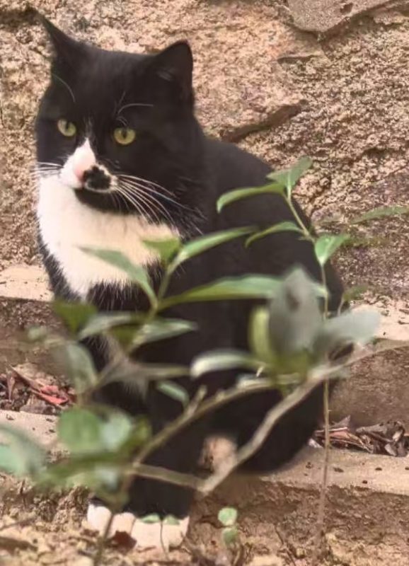 图片[3]-猫咪档案：小壮-猫猫档案论坛-档案中心-MeowWoof-喵汪同盟