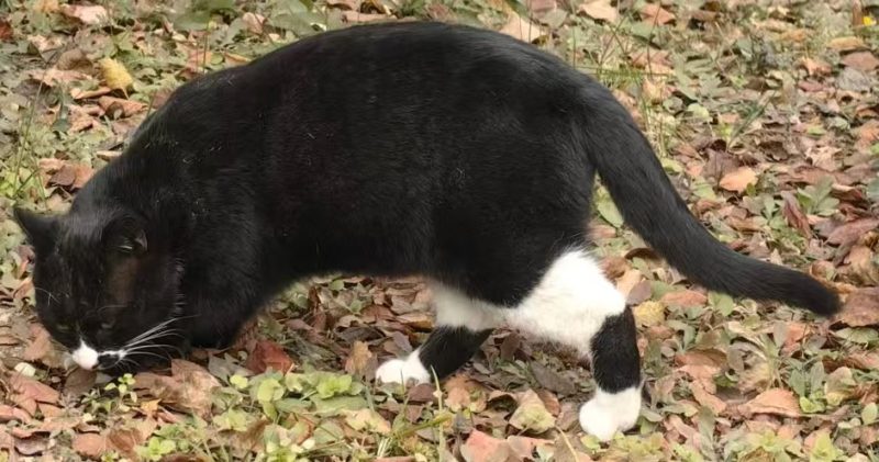 图片[2]-猫咪档案：小壮-猫猫档案论坛-档案中心-MeowWoof-喵汪同盟