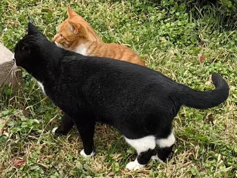 图片[4]-猫咪档案：小壮-猫猫档案论坛-档案中心-MeowWoof-喵汪同盟