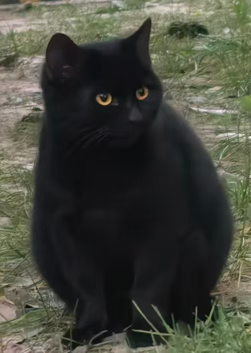 猫咪档案：黑糖-猫猫档案论坛-档案中心-MeowWoof-喵汪同盟