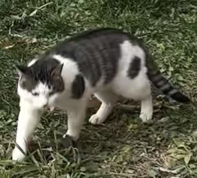 猫咪档案：二筒-MeowWoof-喵汪同盟