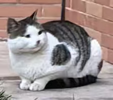 图片[2]-猫咪档案：二筒-猫猫档案论坛-档案中心-MeowWoof-喵汪同盟