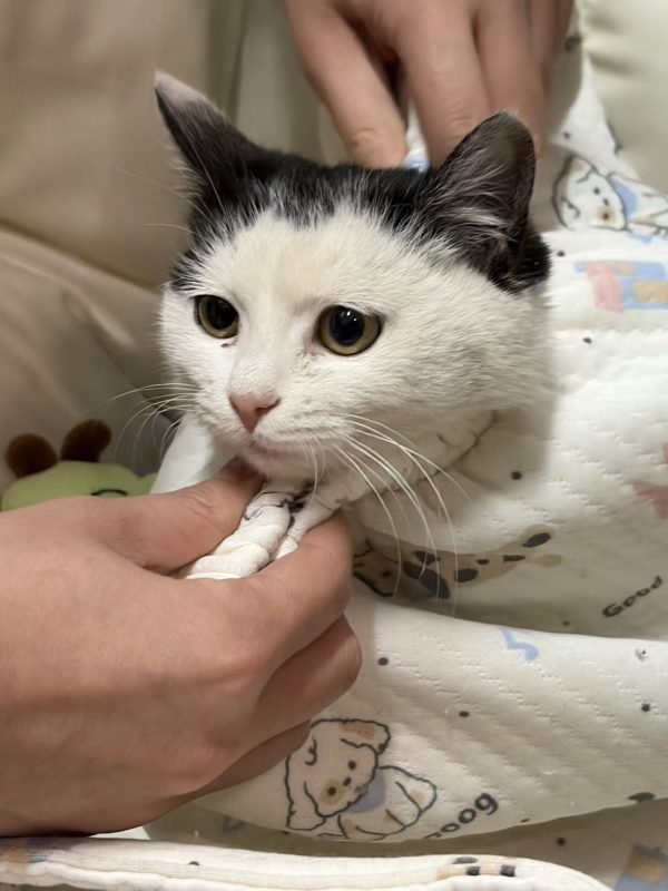 猫咪档案:大福-猫猫档案论坛-档案中心-MeowWoof-喵汪同盟