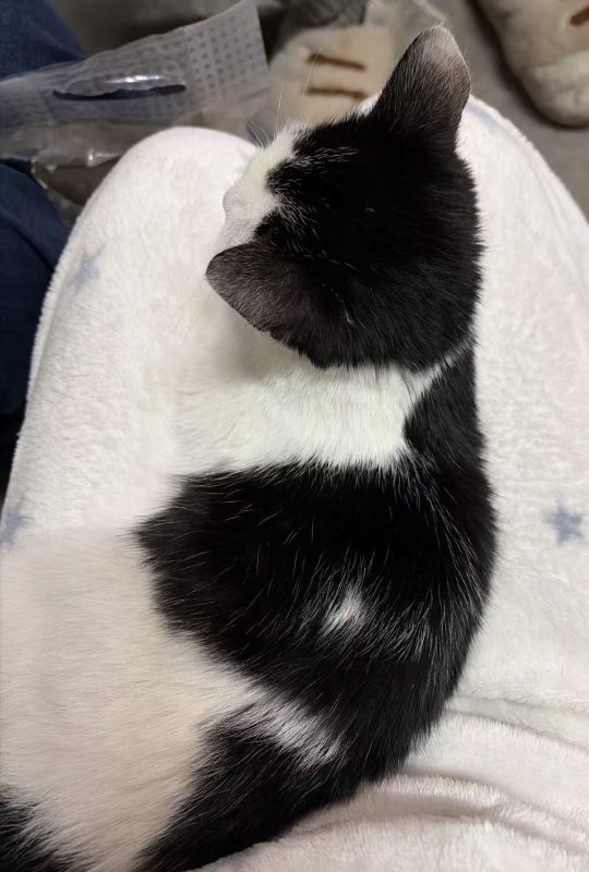 图片[2]-猫咪档案：大福-猫猫档案论坛-档案中心-MeowWoof-喵汪同盟