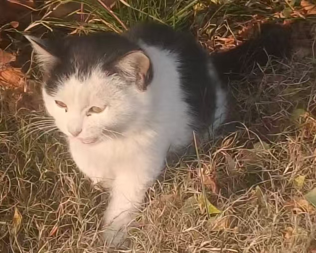 图片[3]-猫咪档案：大福-猫猫档案论坛-档案中心-MeowWoof-喵汪同盟