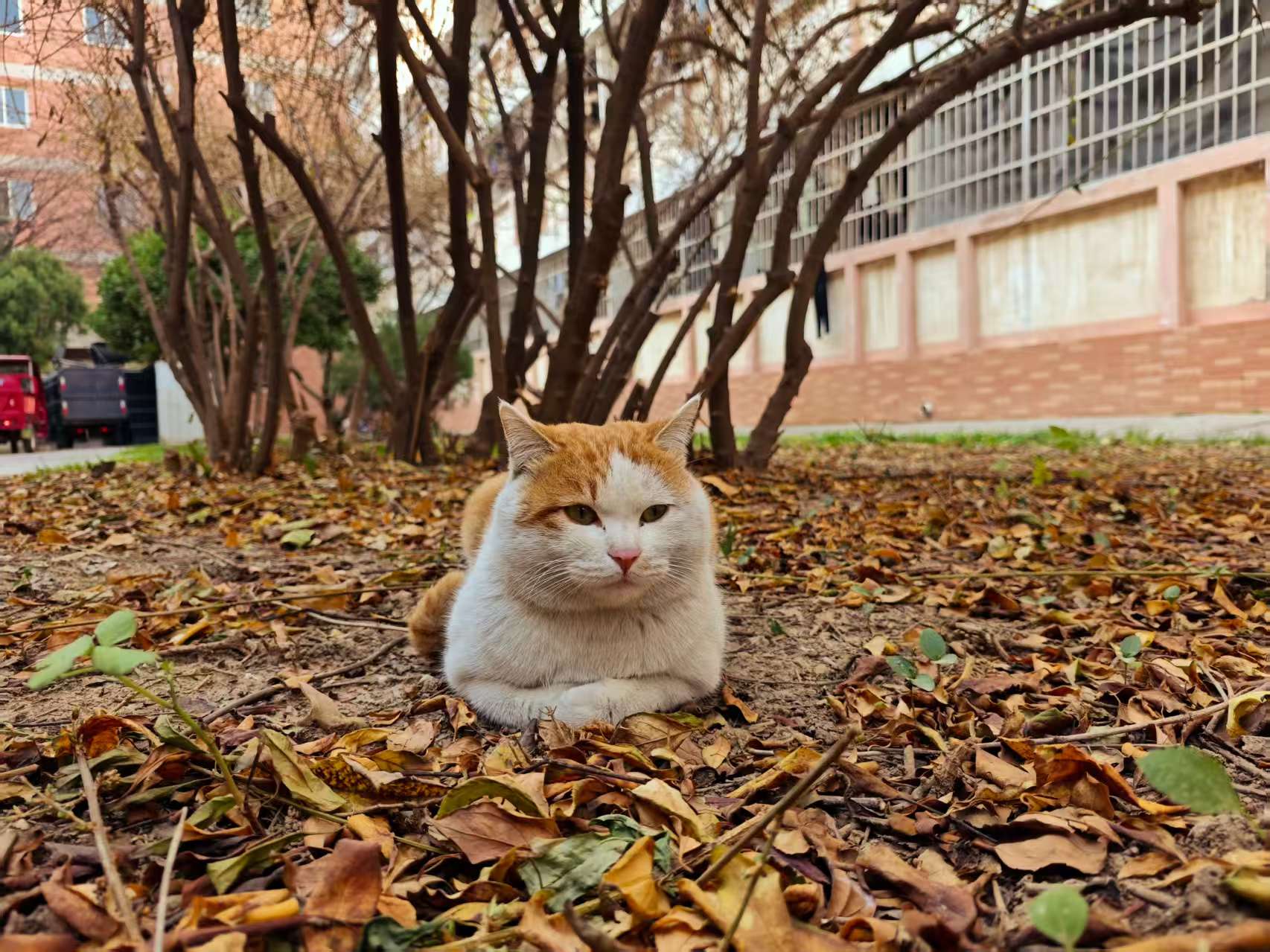网红猫点点的悠闲下午-MeowWoof-喵汪同盟