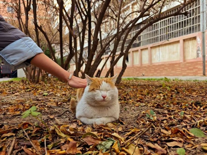 图片[2]-网红猫点点的悠闲下午-喵汪的近日论坛-日常-MeowWoof-喵汪同盟