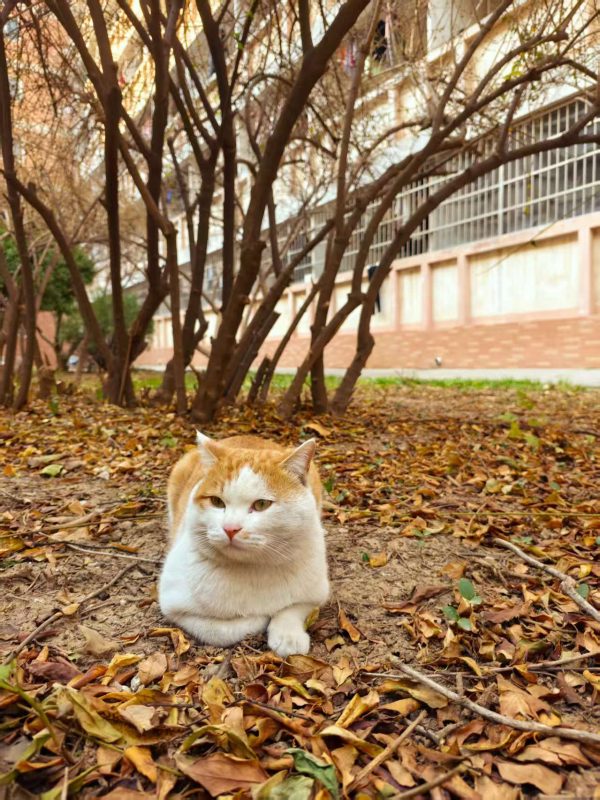 图片[3]-网红猫点点的悠闲下午-喵汪的近日论坛-日常-MeowWoof-喵汪同盟