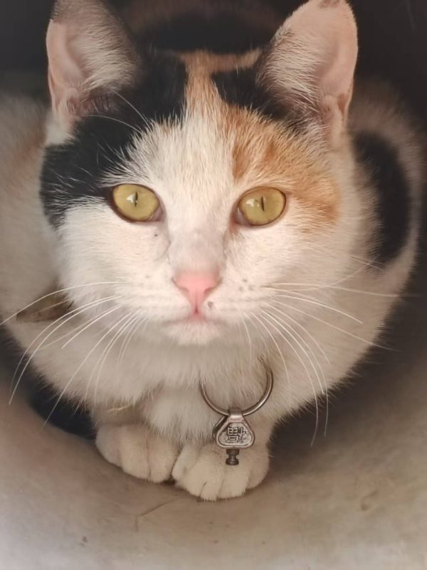 猫咪档案：来福-猫猫档案论坛-档案中心-MeowWoof-喵汪同盟