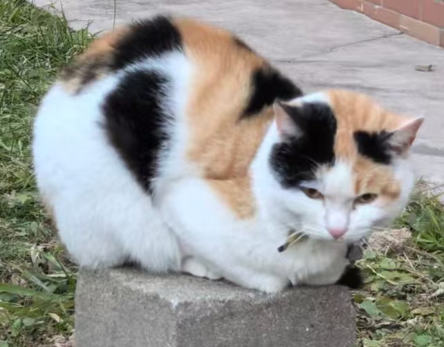 猫咪档案：来福-MeowWoof-喵汪同盟